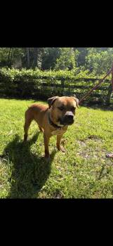 Bulldog Dogs Available for Adoption in Oviedo, Florida - Buster Brown | PetCurious