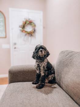 Melanie -  Cocker Spaniel Dog Available for Adoption in Goodyear, Arizona - Melanie | PetCurious