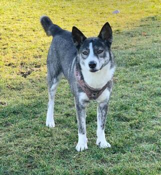Gemma -  Siberian Husky Dog for Adoption in Olympia, Washington - Gemma | PetCurious