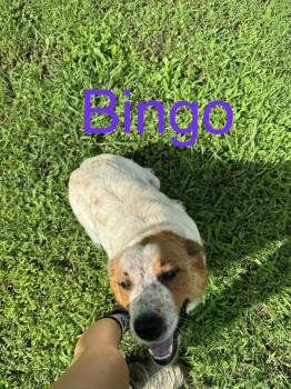 Bingo -  Australian Shepherd Dog for Adoption in Zimmerman, Minnesota - Bingo | PetCurious