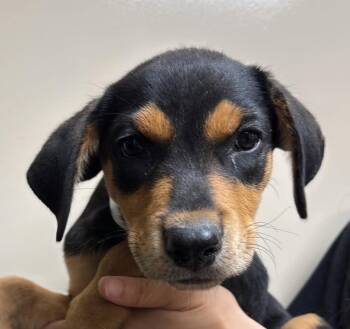 Found stray: Blossom -  Rottweiler and Labrador Retriever Dog for Adoption in Rockwall, Texas - Found Stray: Blossom | PetCurious