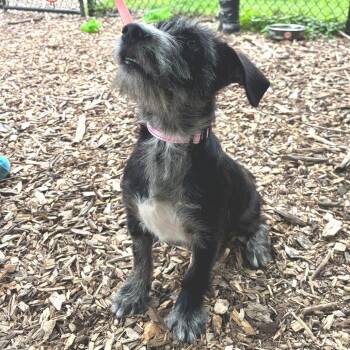 Topper -  Terrier Dog for Adoption in Briarcliff Manor, New York - Topper | PetCurious