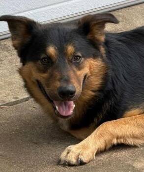 ROWDY -  German Shepherd Dog and Mixed Breed Dog for Adoption in Belton, Texas - ROWDY | PetCurious