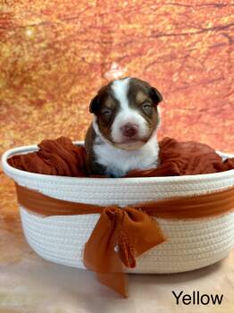 Raven -  Australian Shepherd Dog for Adoption in Newport, Maine - Raven | PetCurious