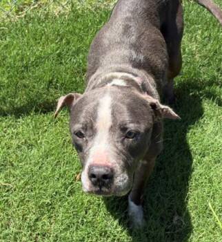 SAPPHIRE -  Pit Bull Terrier and Mixed Breed Dog for Adoption in Tulsa, Oklahoma - SAPPHIRE | PetCurious