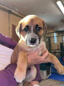 Labrador Retriever and Shepherd Dogs Available for Adoption - Bow | PetCurious