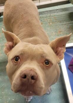 American Bulldog Dogs Available for Adoption in Kemp, Texas - Honey | PetCurious