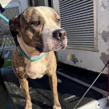 Ramsey -  Mixed Breed Dog for Adoption in Ashtabula, Ohio - Ramsey | PetCurious