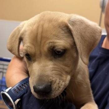 Biscuit -  Labrador Retriever and Cane Corso Dog for Adoption in Midland, Texas - Biscuit | PetCurious