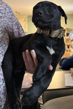 Labrador Retriever Dogs Available for Adoption in Garner, North Carolina - Parmesan | PetCurious