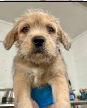 Shepherd Dogs Available for Adoption - Carly | PetCurious