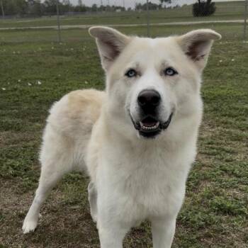 Husky and Mixed Breed Dogs Available for Adoption in Cedarburg, Wisconsin - Blitz | PetCurious