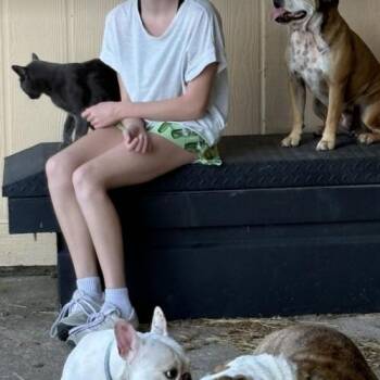 Bruno -  French Bulldog Dog for Adoption in Austin, Texas - Bruno | PetCurious