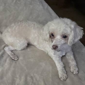 Summer - 6 lb poodle -  Poodle Dog for Adoption in Olive Branch, Mississippi - Summer - 6 Lb Poodle | PetCurious