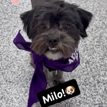 Milo -  Shih Tzu and Miniature Poodle Dog for Adoption in Phoenix, Arizona - Milo | PetCurious