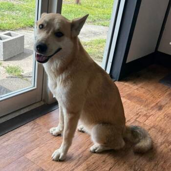 Rescue Shepherd and Mixed Breed Dogs for Adoption in Livingston, Texas - Aphrodite | PetCurious
