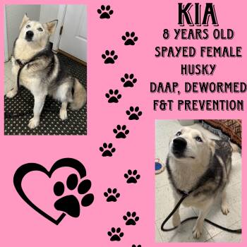 Rescue Husky Dogs for Adoption in Cynthiana, Kentucky - Kia | PetCurious