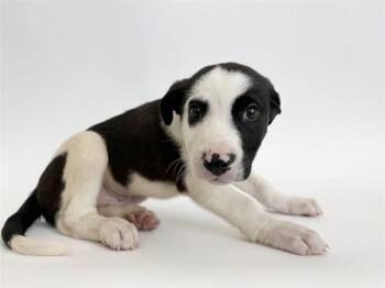 Labrador Retriever Dogs Available for Adoption in Brentwood, Missouri - JESTSON | PetCurious