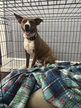 Rescue American Staffordshire Terrier Dogs for Adoption in Mccormick, South Carolina - Courtesy: Dolly | PetCurious