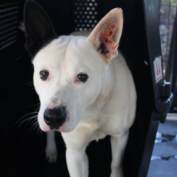 German Shepherd Dog and Mixed Breed Dogs Available for Adoption in Valley, Alabama - Petey | PetCurious