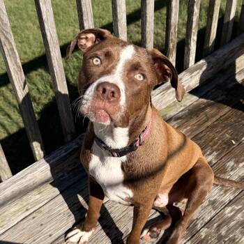 Jimmy -  Labrador Retriever and Pit Bull Terrier Dog for Adoption in Columbia, South Carolina - Jimmy | PetCurious