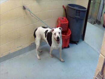 REGINA -  Labrador Retriever and Mixed Breed Dog for Adoption in Tulsa, Oklahoma - REGINA | PetCurious