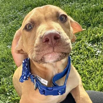Mixed Breed Dogs Available for Adoption in Cincinnati, Ohio - Mac | PetCurious