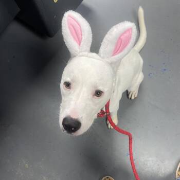 Pit Bull Terrier Dogs Available for Adoption - Dopey | PetCurious