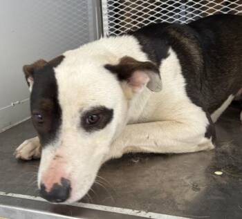 Pit Bull Terrier Dogs Available for Adoption - Annie -- URGENT! | PetCurious