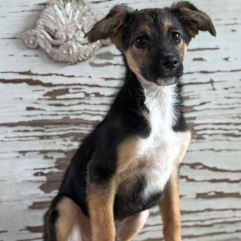 Shepherd Dogs Available for Adoption in Carrollton, Texas - Aldo | PetCurious