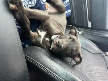 Rescue Mixed Breed Dogs for Adoption in Sammamish, Washington - Autumn | PetCurious