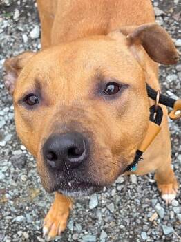 Mixed Breed Dogs Available for Adoption in Mckeesport, Pennsylvania - Chance | PetCurious