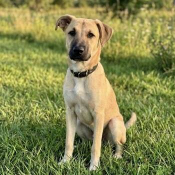 August -  Shepherd and Great Pyrenees Dog for Adoption in Elgin, Texas - August | PetCurious