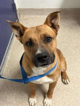 Ubi - URGENT -  Shepherd Dog for Adoption in Thousand Oaks, California - Ubi - URGENT | PetCurious