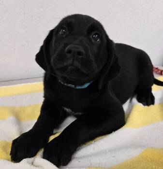 JESS -  Retriever and Great Dane Dog for Adoption in Sandusky, Ohio - JESS | PetCurious
