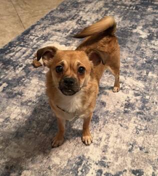 Bolt -  Chihuahua and Shih Tzu Dog for Adoption in West Palm Beach, Florida - Bolt | PetCurious