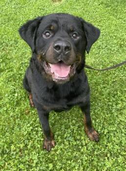 Grizzly -  Rottweiler Dog for Adoption in Honesdale, Pennsylvania - Grizzly | PetCurious
