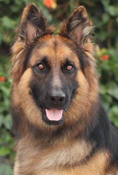 Rocky von Roklum -  German Shepherd Dog Dog for Adoption in Los Angeles, California - Rocky Von Roklum | PetCurious