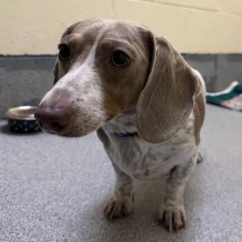 Dachshund Dogs Available for Adoption in Cedaredge, Colorado - Charlie | PetCurious