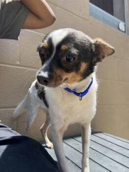 Bobo -  Mixed Breed Dog for Adoption in West Chester, Pennsylvania - Bobo | PetCurious