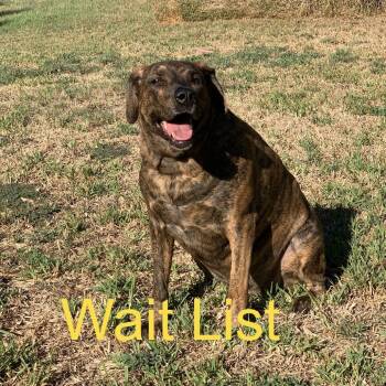 Jenny -  Mixed Breed Dog for Adoption in Livingston, Texas - Jenny | PetCurious