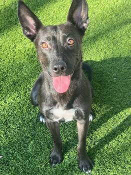 Rescue Australian Kelpie and Mixed Breed Dogs for Adoption in Henderson, Nevada - Jenny | PetCurious