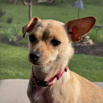 Fiona -  Chihuahua and Mixed Breed Dog for Adoption in Madison, Wisconsin - Fiona | PetCurious