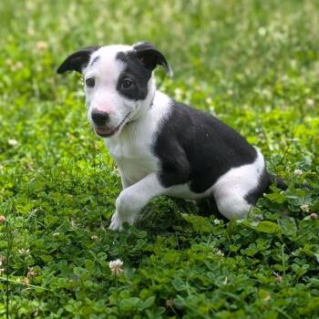 CASH -  Terrier Dog for Adoption in La Grange, Kentucky - CASH | PetCurious
