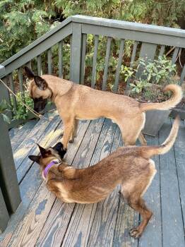 Priscilla - Located in Georgia -  Belgian Shepherd Malinois Dog for Adoption in Imlay City, Michigan - Priscilla - Located In Georgia | PetCurious