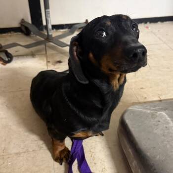 Dachshund Dogs Available for Adoption in Lake Jackson, Texas - Lieutenant Dan | PetCurious
