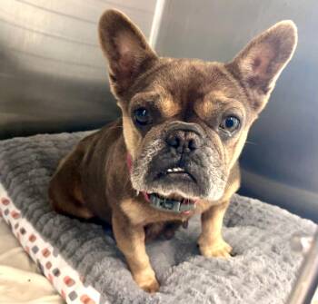 French Bulldog Dogs Available for Adoption in Grant-Valkaria, Florida - Kristen | PetCurious