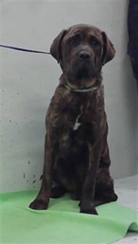 APOLLO -  Cane Corso and Mixed Breed Dog for Adoption in Houston, Texas - APOLLO | PetCurious