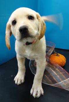 Rescue Labrador Retriever and Vizsla Dogs for Adoption in Attalla, Alabama - Virgil | PetCurious