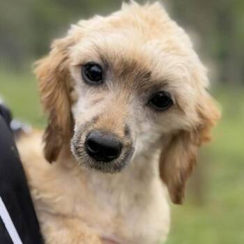 Dachshund and Terrier Dogs Available for Adoption in Phoenixville, Pennsylvania - Magnolia | PetCurious